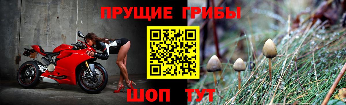 Псилоцибиновые грибы Psilocybine cubensis Мурино